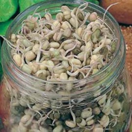 Spruitzaden Mung Beans